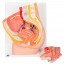 Modello anatomico del bacino femminile (Due pezzi)