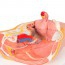 Modello anatomico del bacino femminile (Due pezzi)
