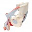 Modello anatomico del bacino maschile con legamenti, vasi, nervi, pavimento pelvico e organi (Sette parti)