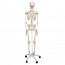 Scheletro classico anatomico Stan: su supporto a cinque gambe con ruote