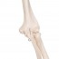 Scheletro classico anatomico Stan: su supporto a cinque gambe con ruote