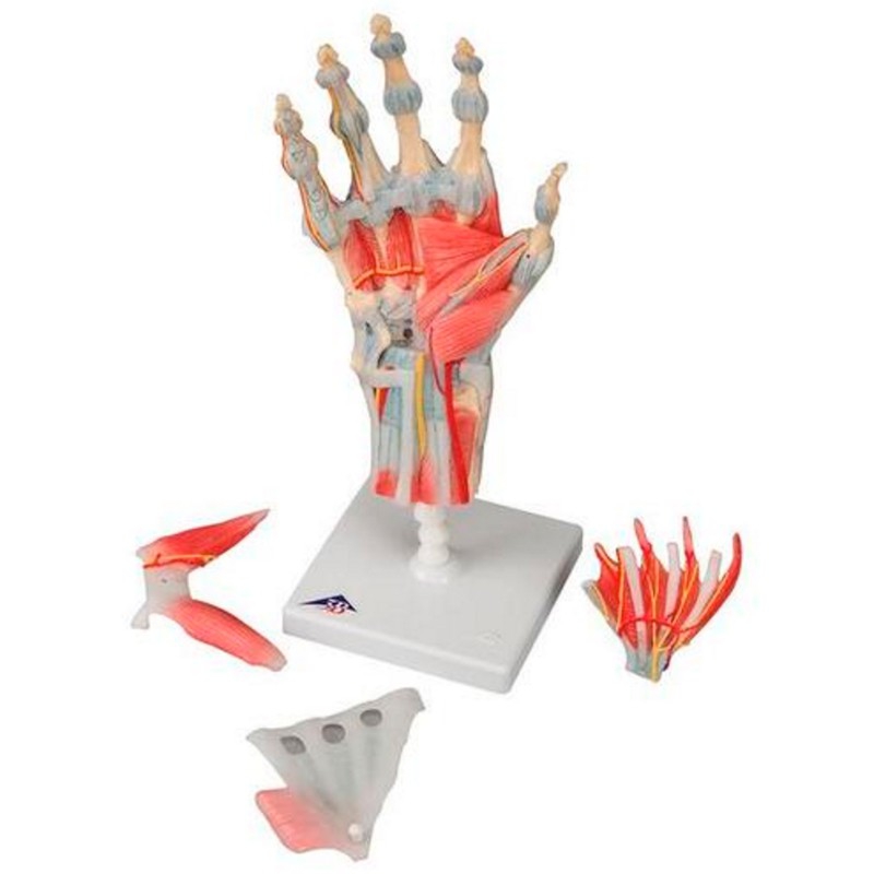 Modello di Scheletro della Mano, Modello Anatomico della Mano, Modello di scheletro per studio dell'articolazione della mano umana a grandezza naturale anatomico medico per l'insegnamento scolastico