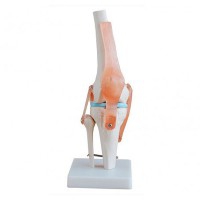 Dimensione naturale del ginocchio articolare