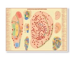 Stampe di Auricolopuntura Stampe di Auricolopuntura