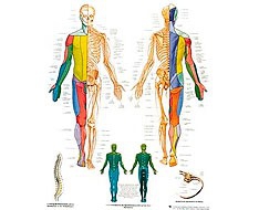 Film anatomici Film anatomici