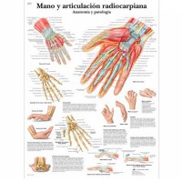 Scheda anatomica: mano e articolazione radiocarpale