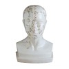 Modello anatomico della testa umana 21 cm: incisione della posizione dei punti di agopuntura