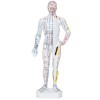 Modello anatomico del corpo umano maschile 26 cm: 361 punti di agopuntura e 80 punti curiosi