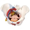 Modello anatomico del bacino femminile con legamenti, vene, nervi, pavimento pelvico e organi (sei parti)