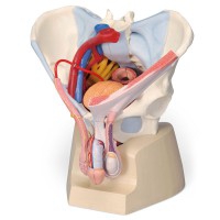 Modello anatomico del bacino maschile con legamenti, vasi, nervi, pavimento pelvico e organi (Sette parti)