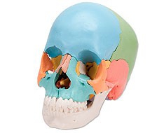 Modelli anatomici Modelli anatomici