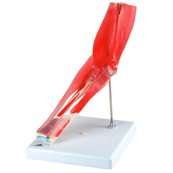 Giunto a gomito (otto pezzi) Giunto a gomito (otto pezzi)