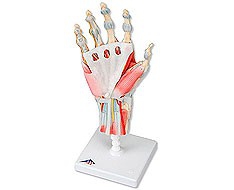 articolazioni articolazioni