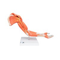Modello di braccio muscolare: sei parti diverse