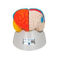 Cervello neuroanatomico staccabile in otto pezzi