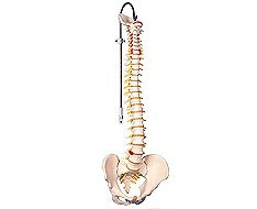 Colonna vertebrale Colonna vertebrale