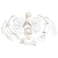 Scheletro completo disarticolato: con cranio in tre pezzi