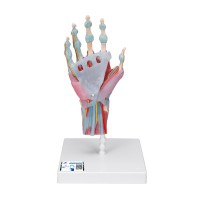 Modello di scheletro della mano con legamenti e muscoli
