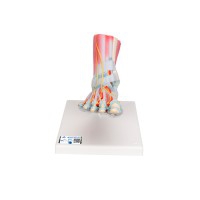Modello di scheletro del piede con legamenti e muscoli