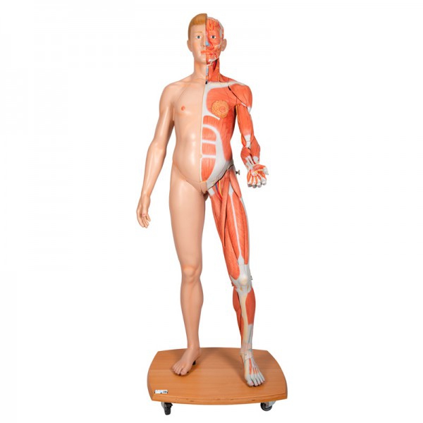 Figura umana bisessuale a corpo intero (staccabile in 39 pezzi) Figura umana bisessuale a corpo intero (staccabile in 39 pezzi)