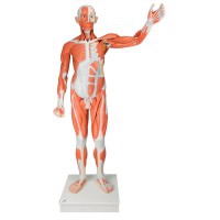 Figura umana maschile con muscoli a grandezza naturale (smontato in 37 pezzi)