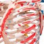 Deluxe Anatomical Skeleton Sam - Su supporto in metallo a cinque ruote Deluxe Anatomical Skeleton Sam - Su supporto in metallo a cinque ruote