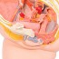 Modello anatomico del bacino femminile (Due pezzi) Modello anatomico del bacino femminile (Due pezzi)