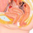 Modello anatomico del bacino femminile (Due pezzi) Modello anatomico del bacino femminile (Due pezzi)