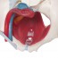 Modello anatomico del bacino femminile con legamenti, vene, nervi, pavimento pelvico e organi (sei parti)