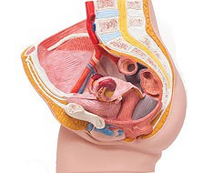 Genitale e pelvi Genitale e pelvi