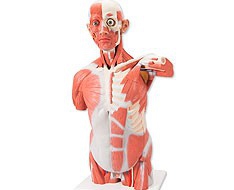 muscolosità muscolosità