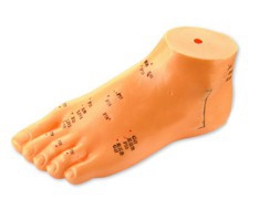 Modelli di riflessologia plantare Modelli di riflessologia plantare