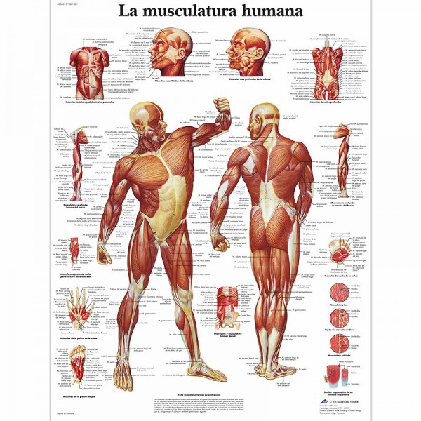 Scheda anatomica: muscolatura umana