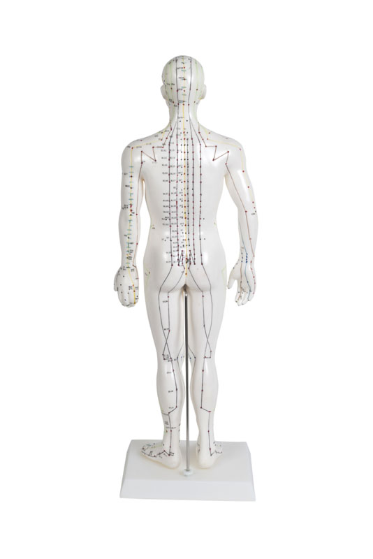 Modello Agopuntura Corpo Umano In PVC 52 Cm Con Base E Manuale – Per Studio E Insegnamento MTC