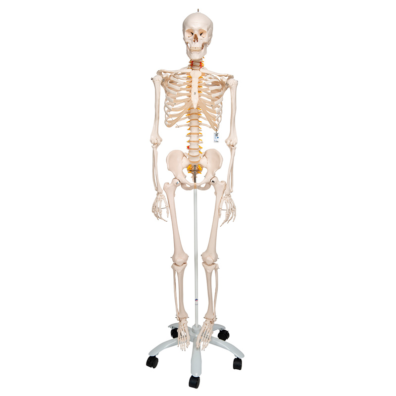 Scheletro anatomico Fred Deluxe - Scheletro flessibile su supporto a cinque  gambe con ruote - Negozio Fisaude