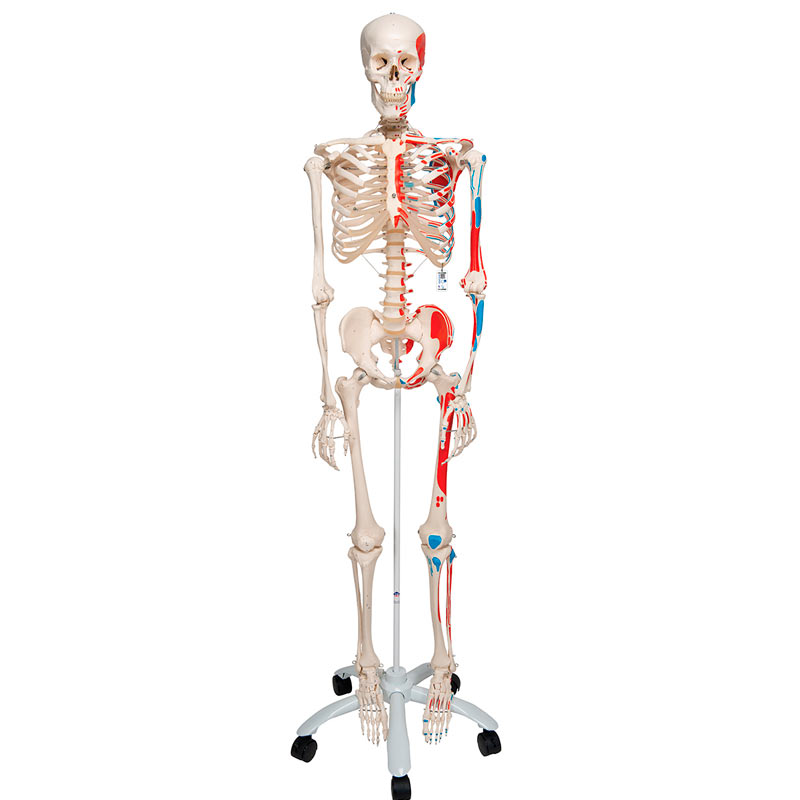 Scheletro anatomico Max: con muscoli su supporto a cinque gambe