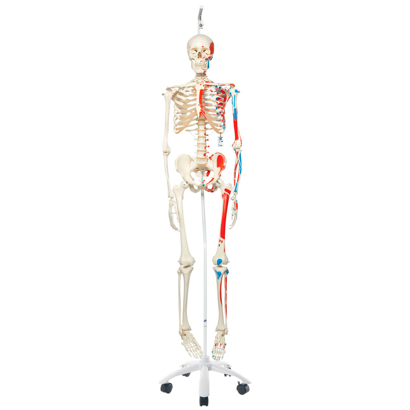 Scheletro anatomico Max: con muscoli e sospeso su supporto metallico con  cinque ruote - Negozio Fisaude
